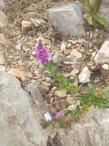purple loosestrife