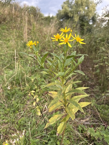 Senecio sarracenicus, photograph 5