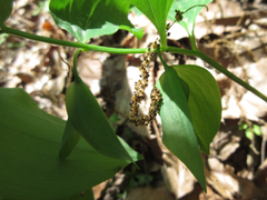 Polygonatum involucratum