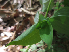 Polygonatum involucratum