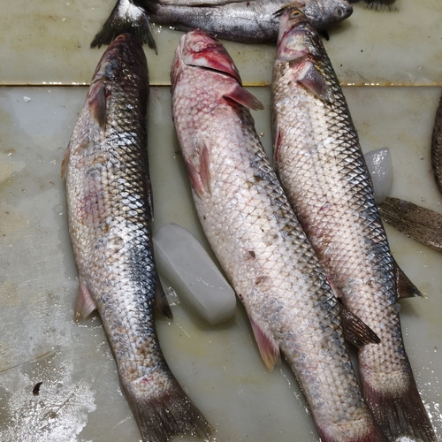 So-iuy Mullet