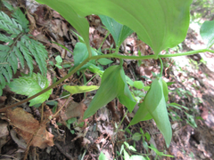 Polygonatum involucratum