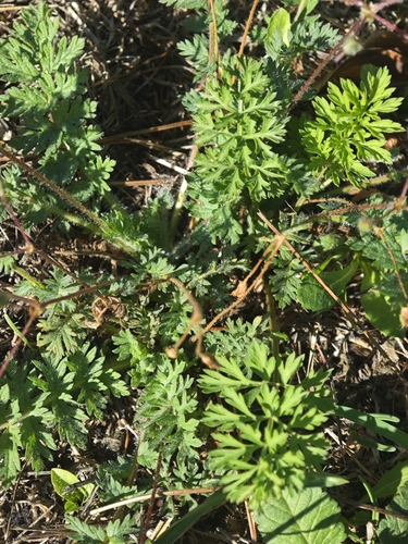 Erodium acaule, photograph 2