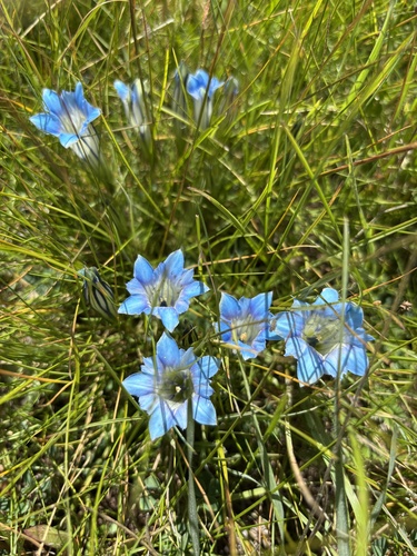 Gentiana lawrencei farreri