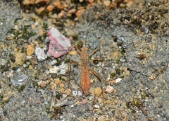 Colobathristidae