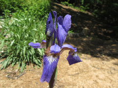 Iris sanguinea