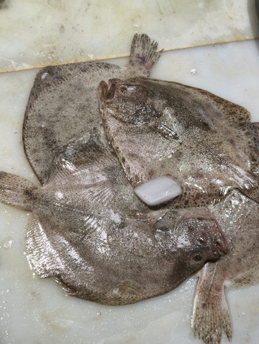 Turbot