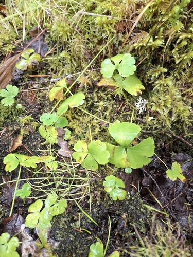 Lapland Buttercup