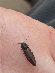 Agriotes ferrugineipennis