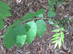 Picrasma quassioides