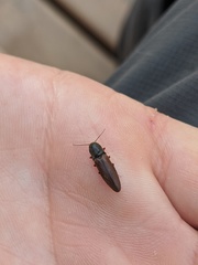 Agriotes ferrugineipennis