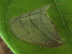 Pseudalbara parvula