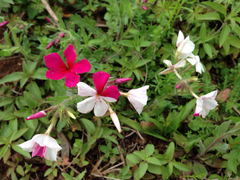 Phlox drummondii drummondii