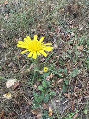 Hieracium murorum, photograph (c) Stanislav Murashkin, some rights reserved (CC BY)