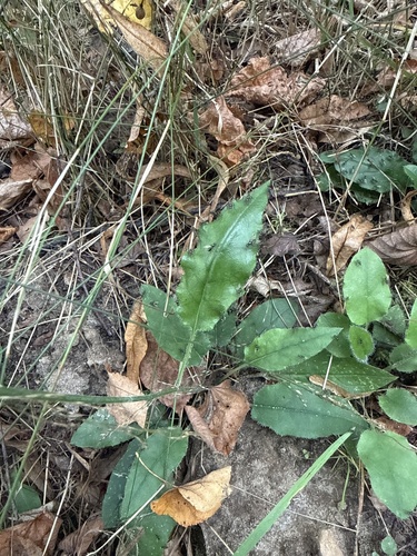 Hieracium murorum, photograph 6