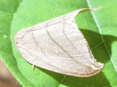 Pseudalbara parvula