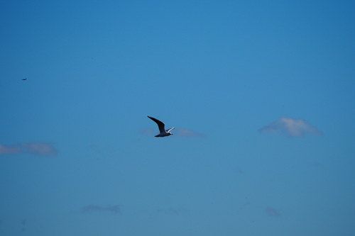 Black-headed Gull