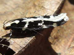 Aroga mesostrepta