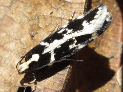 Aroga mesostrepta