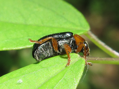 Smaragdina semiaurantiaca