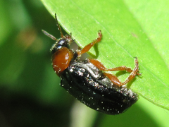 Smaragdina semiaurantiaca