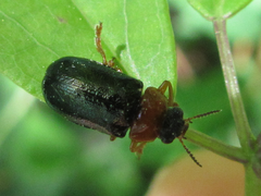 Smaragdina semiaurantiaca