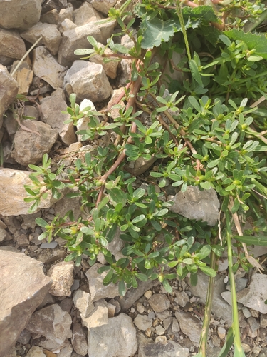 Common Purslane