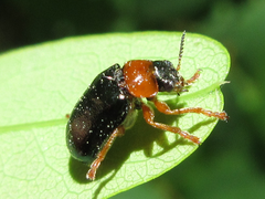 Smaragdina semiaurantiaca