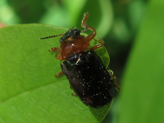 Smaragdina semiaurantiaca