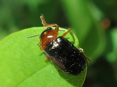 Smaragdina semiaurantiaca
