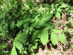 Aralia continentalis