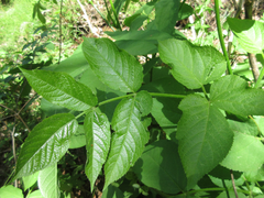 Aralia continentalis