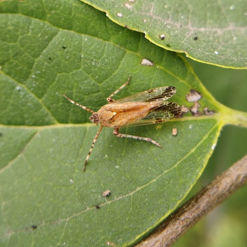Orthopagus lunulifer