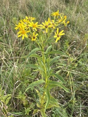 Senecio sarracenicus, photograph (c) Stanislav Murashkin, some rights reserved (CC BY)