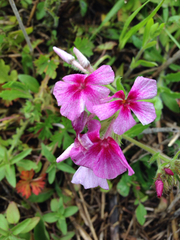 Phlox drummondii drummondii