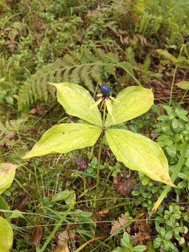 Herb Paris