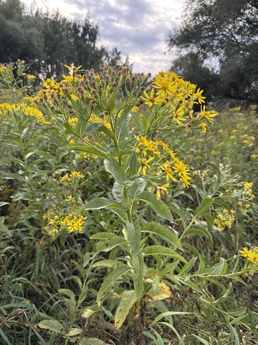 Senecio sarracenicus, photograph 3