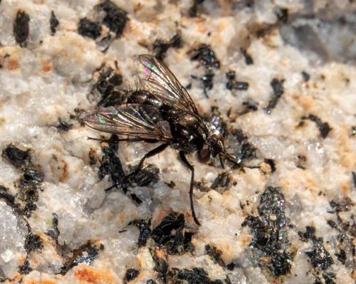 iNaturalist observation photo of Flies