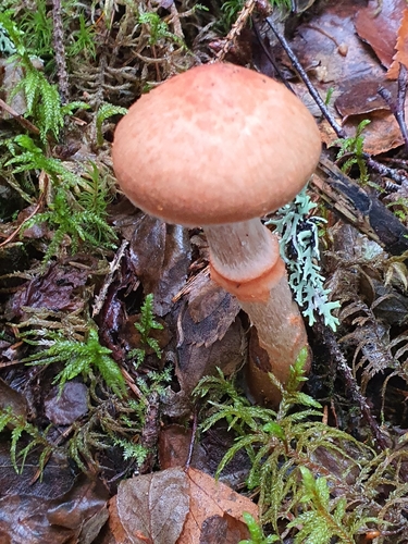 red-banded webcap
