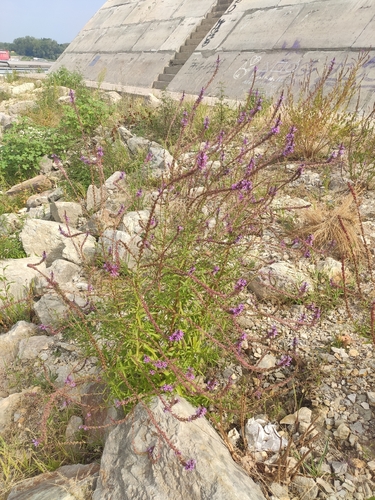 purple loosestrife