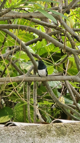 Oriental Magpie-Robin