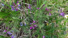 Astragalus ceratoides
