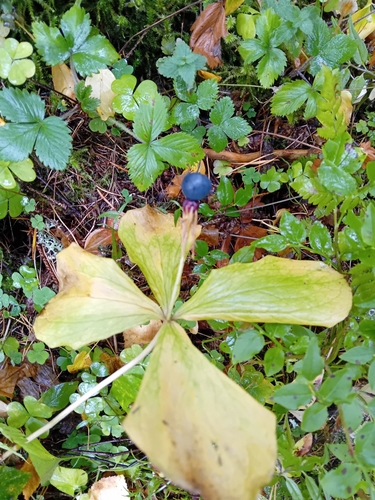 Herb Paris