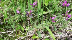Astragalus ceratoides