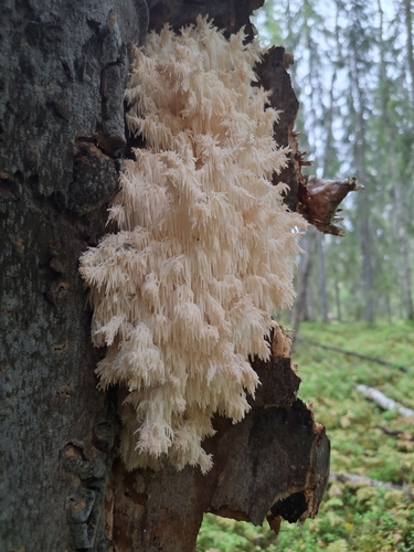 Coral tooth fungus