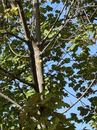 Eurasian Nuthatch
