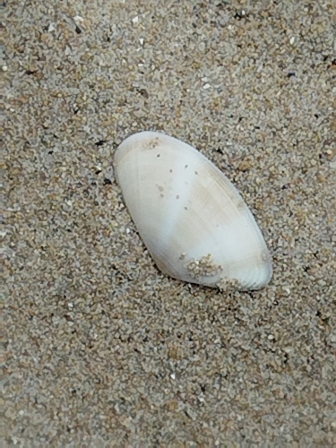 Half-striated Donax