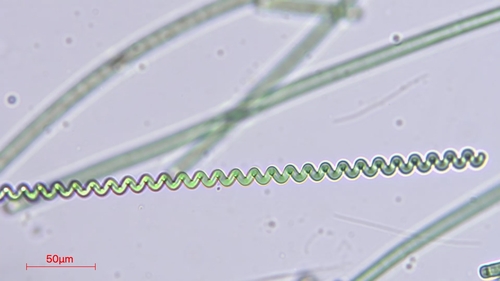 Spirulina observed 2026-08-22