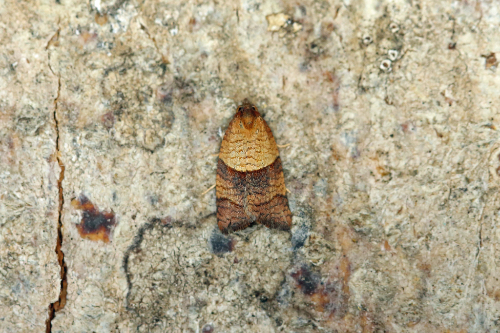 Cinquefoil Twist
