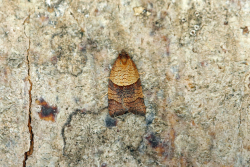 Cinquefoil Twist